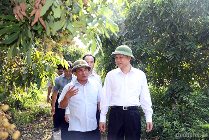 <P align=left>Phó Thủ tướng thăm vườn nhãn của nông dân Lê Văn Quý, xã An Vĩ, huyện Khoái Châu. Ảnh: VGP/Thành Chung</P>