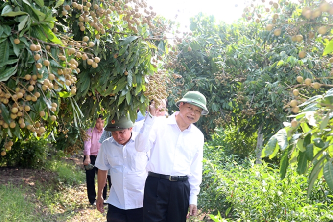 Mỗi hộ gia đình ở An Vĩ có khoảng 6-10 sào ruộng để trồng cây ăn quả, trồng xen canh ớt, cho thu nhập cao hơn nhiều so với trồng lúa. Ảnh: VGP/Thành Chung