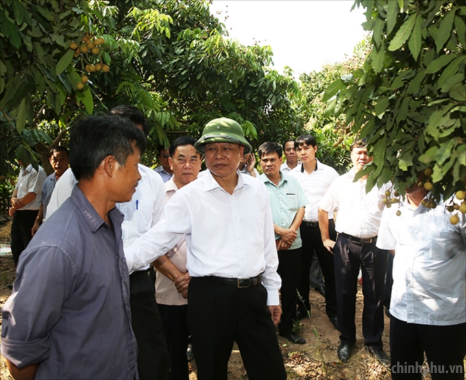 Phó Thủ tướng thăm một mô hình trồng bưởi của một nông dân ở xã An Vĩ. Ảnh: VGP/Thành Chung