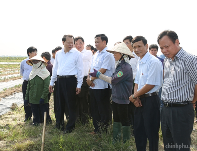 Phó Thủ tướng thăm cánh đồng trồng mầu của nông dân xã Đồng Gia, cho thu nhập 600 triệu đồng/ha/năm. Ảnh: VGP/Thành Chung